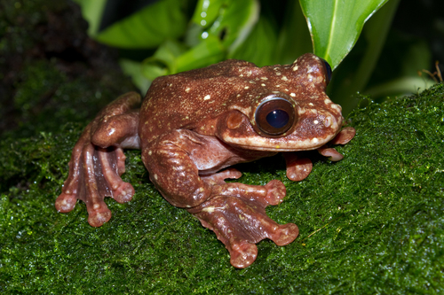 Heredia Fringe-limbed Tree Frog - Photo (c) Brian Gratwicke, some rights reserved (CC BY)