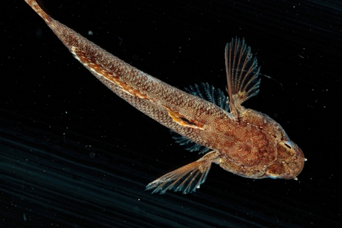 Rock Goby