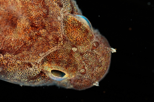 Rock Goby