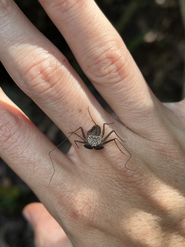 Phrynus cozumel