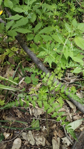 Dryopteris goeringiana, photograph 3