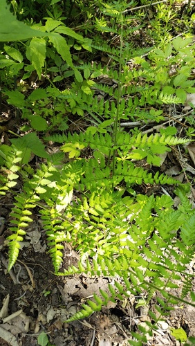 Dryopteris goeringiana, photograph 2