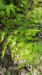 Dryopteris goeringiana, photograph (c) Andrew Bazdyrev, some rights reserved (CC BY)