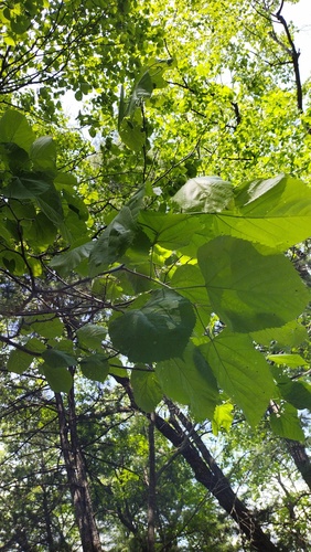 Manchurian lime (Tilia mandshurica)