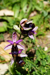 Ophrys bertolonii