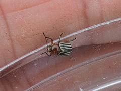 Cryptocephalus confluentus