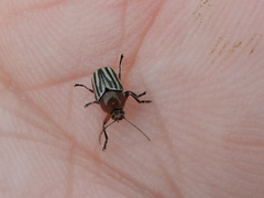 Cryptocephalus confluentus