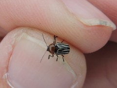 Cryptocephalus confluentus