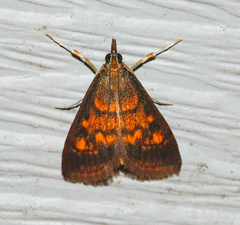 Pyrausta acrionalis