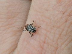 Cryptocephalus confluentus