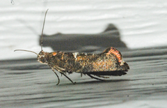 Acrolepiopsis