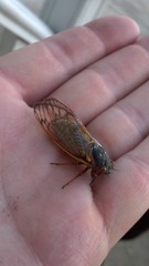 Magicicada septendecim