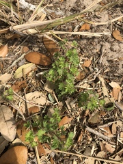 Acalypha radians