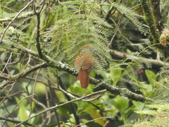 Thamnophilus multistriatus