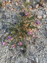 Astragalus lotiflorus