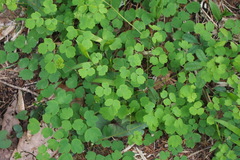 Thalictrum minus hypoleucum