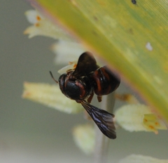 Dianthidium floridiense