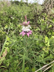 Monarda punctata immaculata