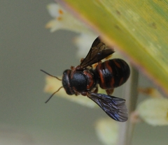 Dianthidium floridiense