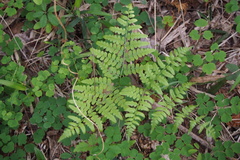 Pteridium latiusculum japonicum