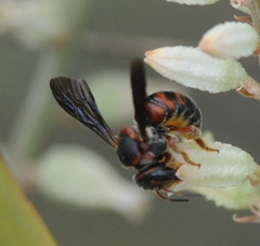 Dianthidium floridiense