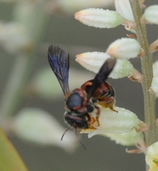 Dianthidium floridiense