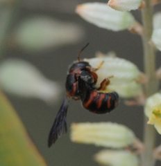 Dianthidium floridiense