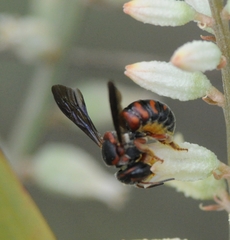 Dianthidium floridiense