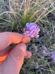 Astragalus lotiflorus