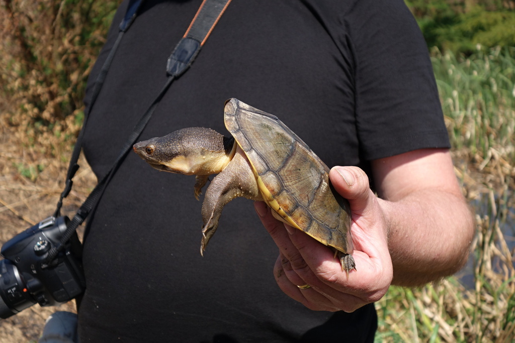 Pacific Coast Giant Musk Turtle