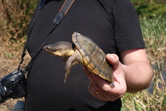 Pacific Coast Giant Musk Turtle photo 1