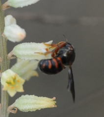 Dianthidium floridiense