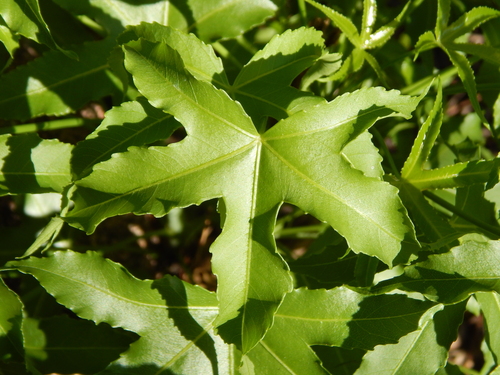 Cussonia natalensis Sond. 2