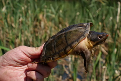 Pacific Coast Giant Musk Turtle photo 2