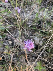 Astragalus lotiflorus