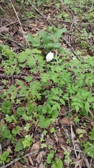 Actaea asiatica, photograph (c) Andrew Bazdyrev, some rights reserved (CC BY)