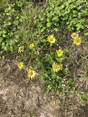 Tetragonotheca repanda