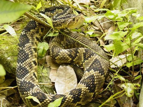 Totonacan Rattlesnake