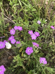 Phlox glabriflora