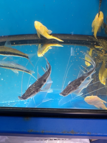 Steur-meerval (Platystomatichthys sturio) — Pimelodidae — 3