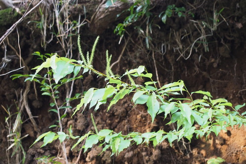 Salix japonica iNat (1)
