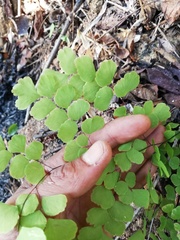 Adiantum amplum