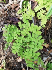 Adiantum amplum
