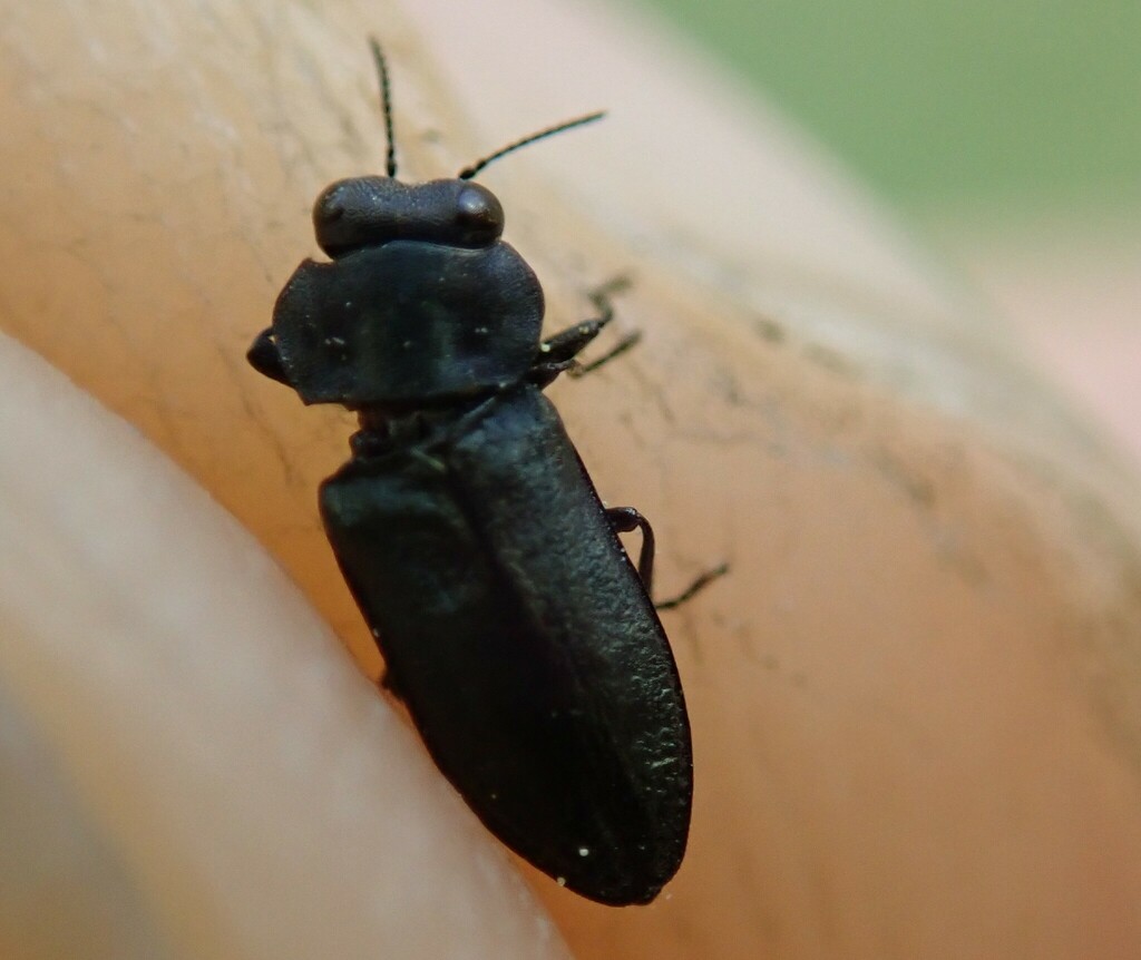 Anthaxia bedeli