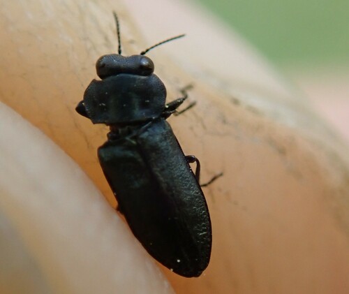 Anthaxia bedeli