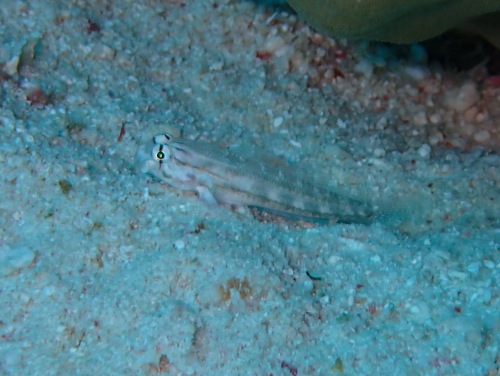Gnatholepis caudimaculata — seen at this dive site