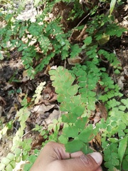 Adiantum amplum