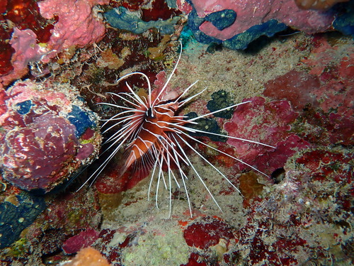 Red Sea Clearfin Lionfish — seen at this dive site