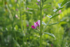 Vicia sativa nigra