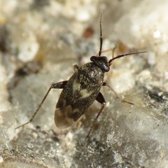 Spanagonicus albofasciatus